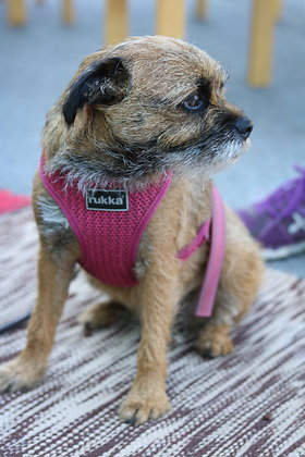 Katso suurempi versio kuvasta