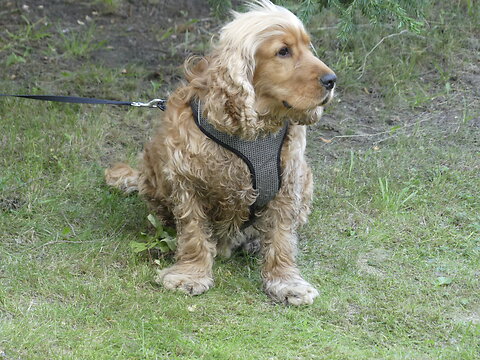 Katso suurempi versio kuvasta